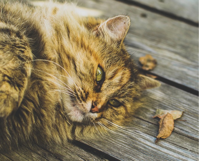 Katzenfutter auf Rechnung bestellen